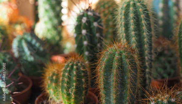 Fototapeta cactus with spines close-up, horizontal image abstract background in pastel colors, soft focus with shallow depth of field