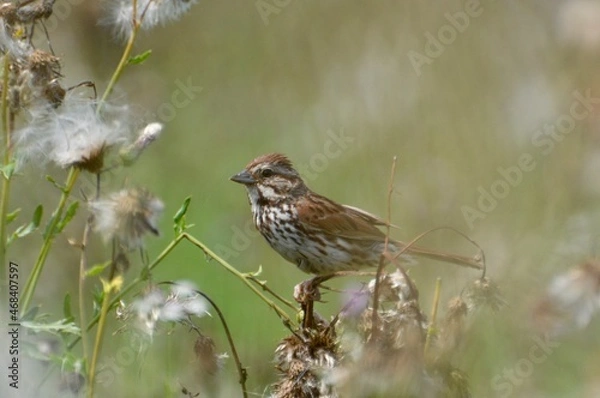Obraz Sparrow in the Field