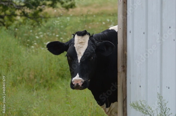 Obraz Peekaboo Cow