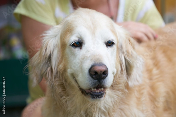 Obraz Golden retriever 