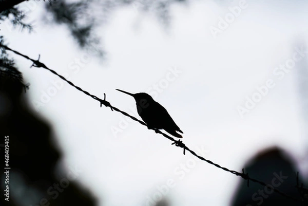 Obraz Colibrí silueta