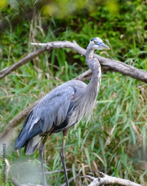 Obraz Great Blue Heron