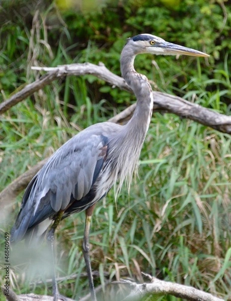 Obraz Great Blue Heron