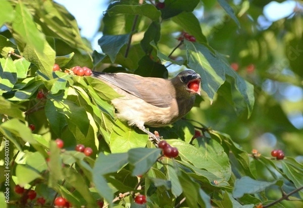 Obraz Cedar Waxwing Having a Snack