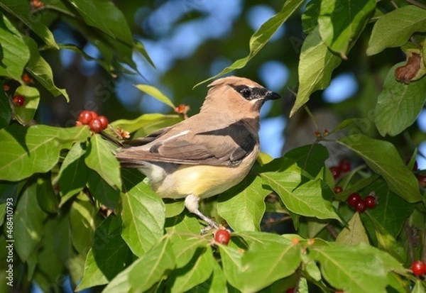 Obraz Cedar Waxwing