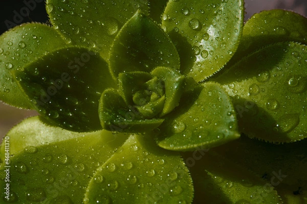 Obraz Hojas con rocío