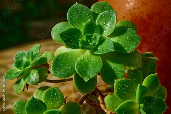 Obraz Hojas con gotas