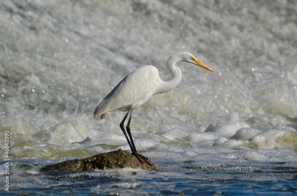 Obraz Great White Egret