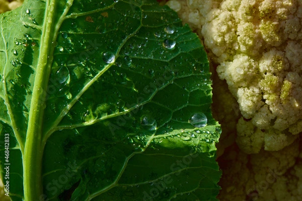 Obraz Verduras para una dieta saludable