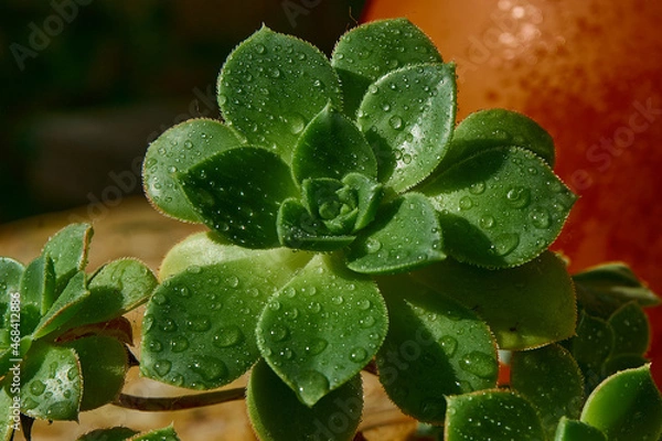 Obraz Verduras para una dieta saludable