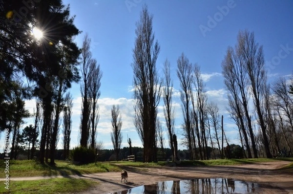 Obraz Árboles y cielo