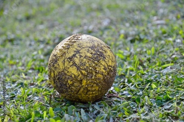 Obraz Pelota mordida