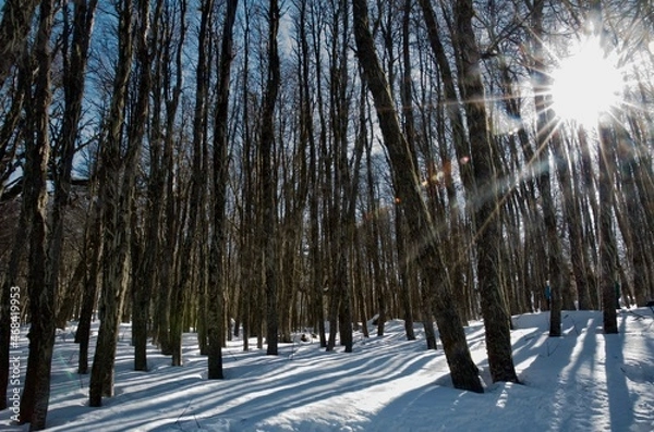 Obraz Bosque nevado del sur