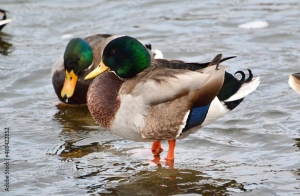 Obraz Mallard Ducks