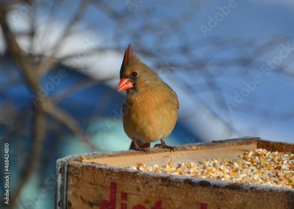 Obraz Female Cardinal