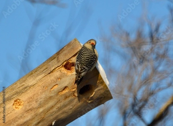 Obraz Woodpecker