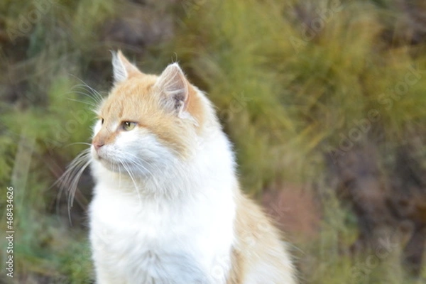 Obraz кот по кличке Жорик