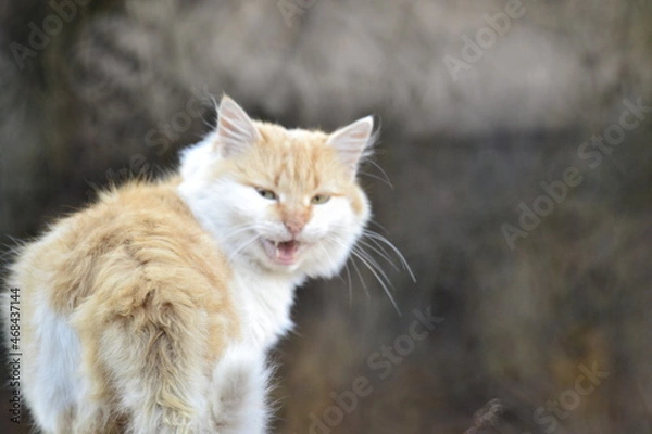 Obraz кот улыбается