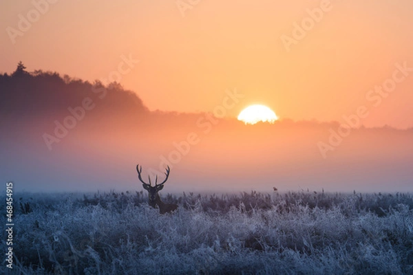 Obraz Winter morning with deer