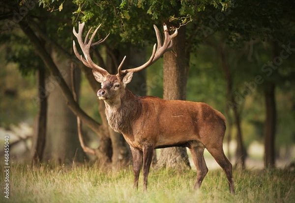 Obraz Red deer stag staying in a forest