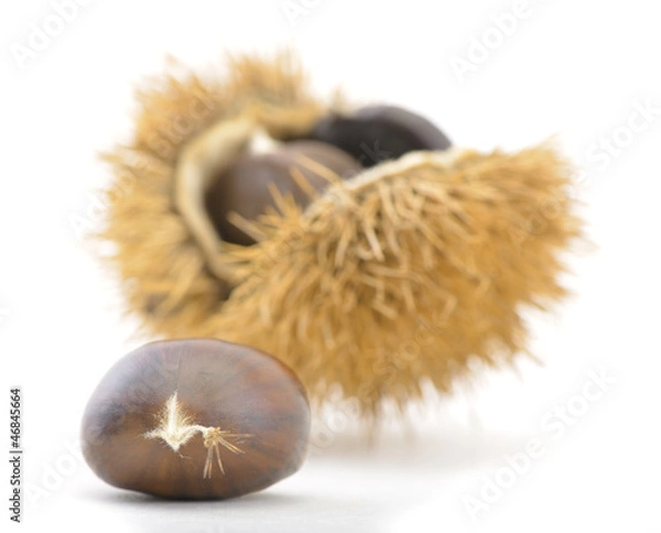 Fototapeta Chestnut fruit isolated on white background