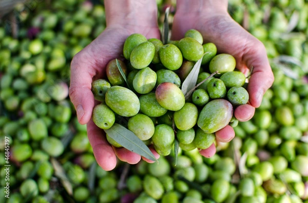 Obraz Hands holding green olives