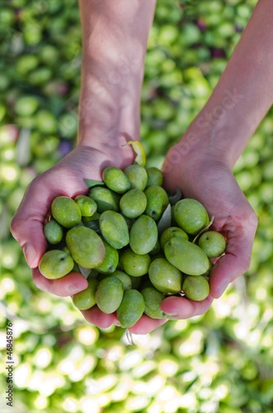 Obraz Hands holding green olives