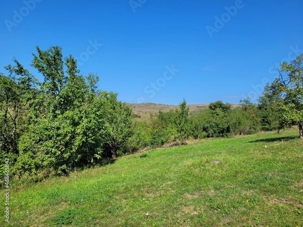 Obraz vineyard in region