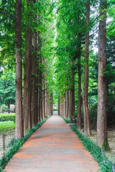 Obraz 대한민국 서울 양재 공원 풍경