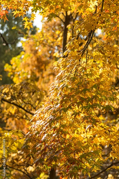Obraz 대한민국 경기도 과천 가을 단풍 풍경