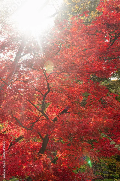 Obraz 대한민국 경기도 과천 가을 단풍 풍경