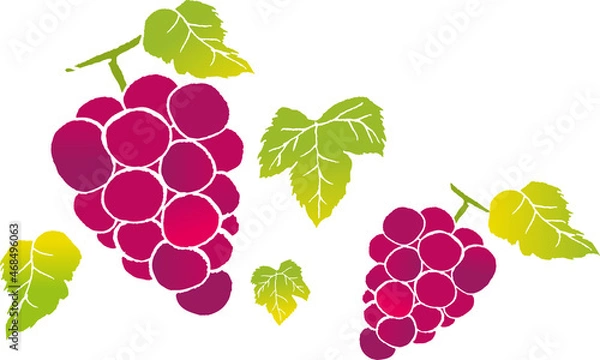 Fototapeta イラスト素材：手描き線のかわいい赤ブドウ　白背景
