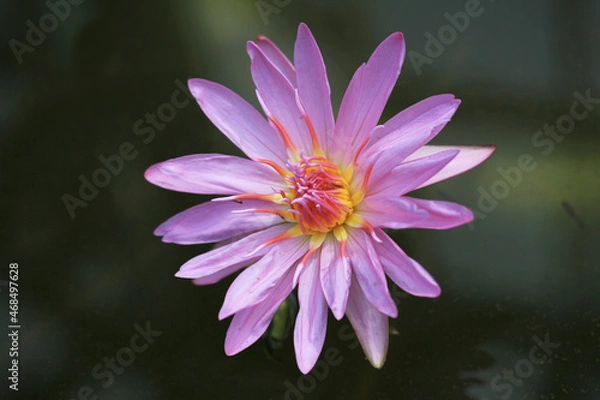 Fototapeta 水面に咲く花