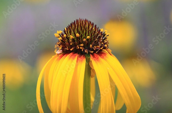 Obraz ヘリオプシス