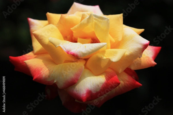 Obraz バラ：ダイナスティ