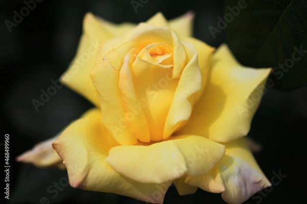Obraz 黄色いバラ