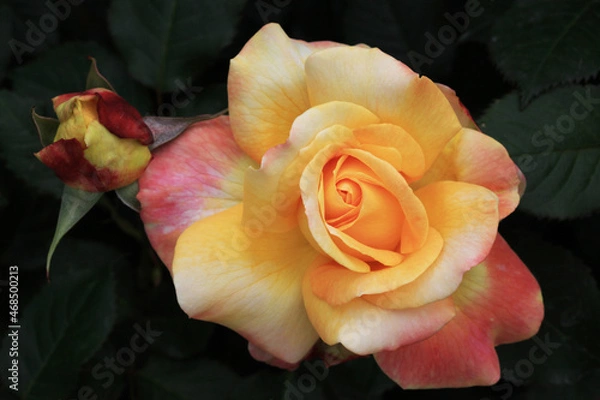 Obraz バラ；シュペールバルク