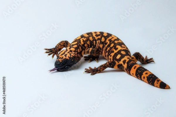 Fototapeta Hissing Gila Monster Lizard Isolated on White Background