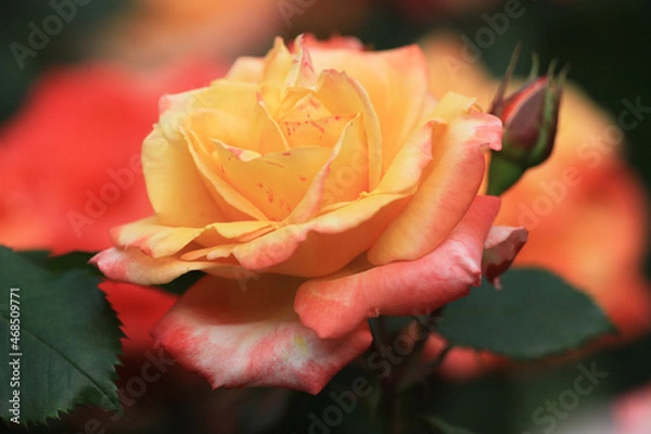 Fototapeta バラ：ダイナスティ