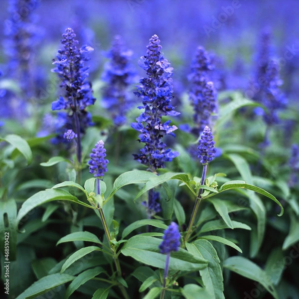 Fototapeta サルビア群集