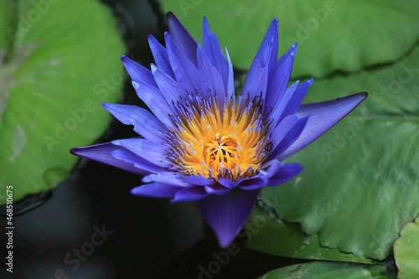 Obraz クリントブライアント