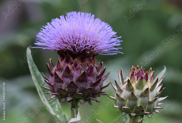 Obraz アンティチョーク：アップ