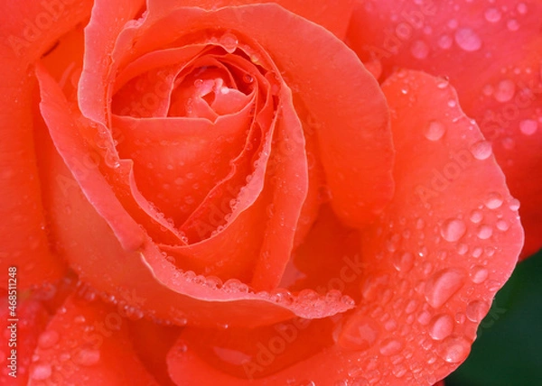 Obraz 赤いバラに水滴