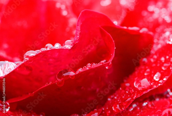 Obraz 赤いバラと水滴