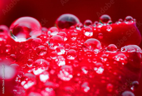 Obraz 赤いバラと水滴