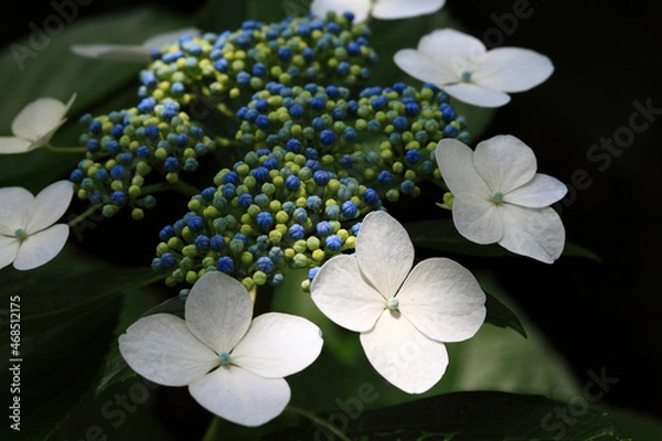 Fototapeta あじさい群集