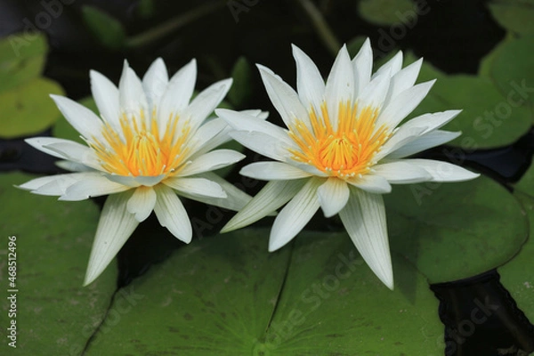 Obraz 寄り添うホワイトパール