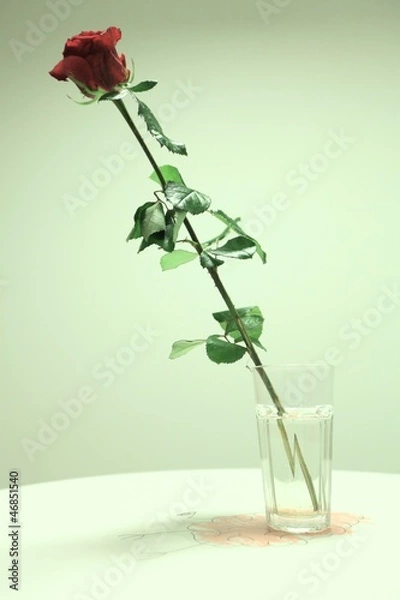 Obraz single red rose on the table 3