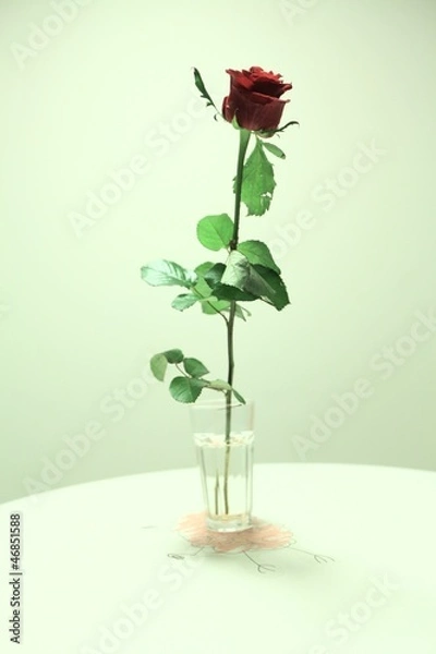 Obraz single red rose on the table 4