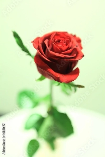 Obraz single red rose 2